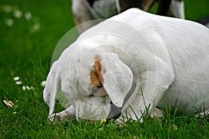 FoxHound Pup