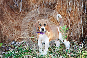 Foxhound Puppy