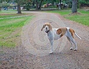 Foxhound stood on road photo