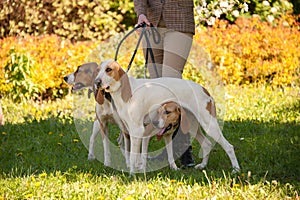 Foxhounds  beagles on leads waiting for parforce hunting during sunny day in autumn