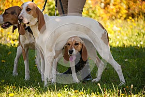 Foxhounds  beagles on leads waiting for parforce hunting during sunny day in autumn