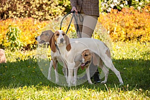 Foxhounds  beagles on leads waiting for parforce hunting during sunny day in autumn photo