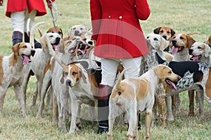 Foxhounds with hunters on foot