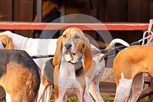 Foxhounds on leads waiting for parforce hunting
