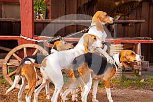 Foxhounds on leads waiting for parforce hunting