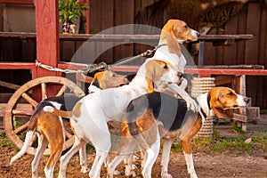 Foxhounds on leads waiting for parforce hunting photo