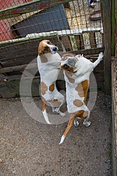 Foxhunt Dogs photo