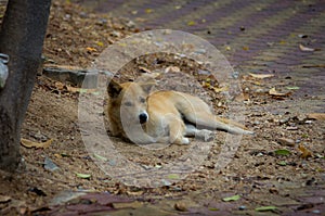 Foxlike homeless puppy