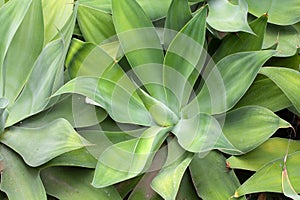 Foxtail agava, Agave attenuata