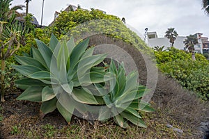 Foxtail Agave or Agave attenuata in La Caleta de Interian, Tenerife, Canary Islands, Spain photo