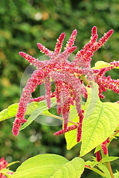 The foxtail amaranth flower blooming