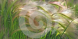 Foxtail Barley