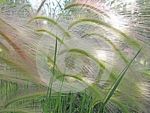 Foxtail Barley