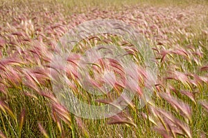 Foxtail Barley