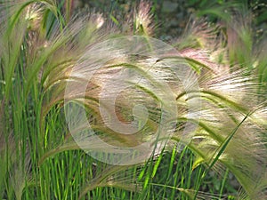 Foxtail barley