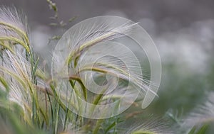 Foxtail barley grass close up view