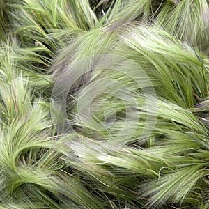 Foxtail Barley (Hordeum Jubatum)