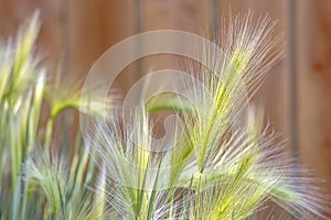 Foxtail barley a perennial plant species in the grass family Poaceae