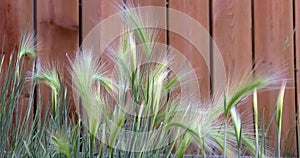 Foxtail barley a perennial plant species in the grass family Poaceae.