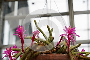 Foxtail cactus in blossom in Latin it is called Cleistocactus vulpis-cauda.