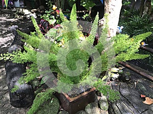 Foxtail fern or Asparagus densiflorus in Thailand.