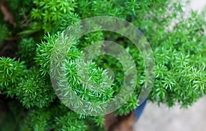 Foxtail fern