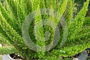 Foxtail Fern