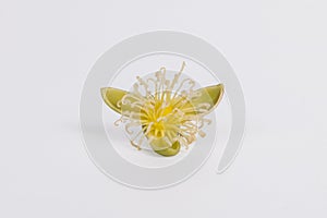 Foxtail Flower, Closeup