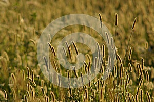 Foxtail grass