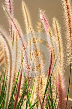 Foxtail Grass