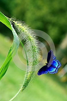 Foxtail grass and Butterfly