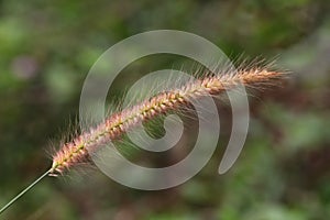 Foxtail Grass Flower