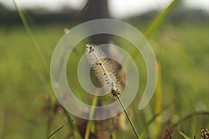 Foxtail grass in sunlight with blurred background.
