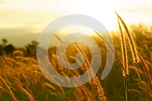 Foxtail grasses at sunset, Setaria viridis, selective focus