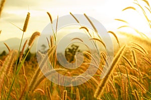 Foxtail grasses at sunset, Setaria viridis, selective focus