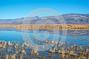 Foxtail Lake Wetlands Reflection