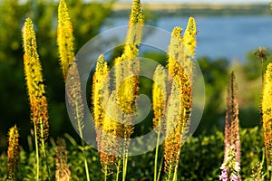 Foxtail lilies. Desert Candles, Eremurus.