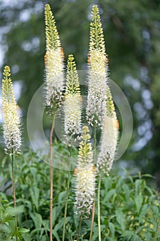 Foxtail lily, Eremurus robustus,  flowering plants