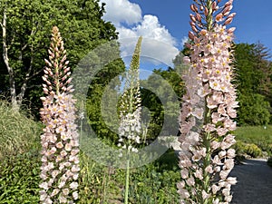 The foxtail lily Eremurus robustus, Giant desert candle, Riesen-Steppenkerze, Lilienschweif oder Turkestan-Steppenkerze