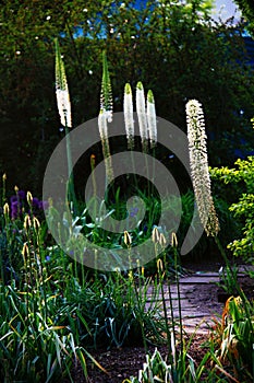Foxtail lily in garden with sunlight