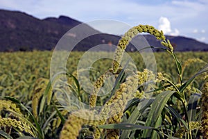 Foxtail millet in agriculture field