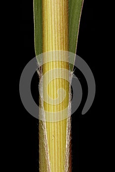 Foxtail Millet (Setaria italica). Culm and Leaf Sheath Closeup