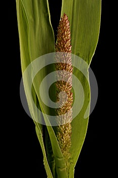 Foxtail Millet (Setaria italica). Emerging Panicle Closeup