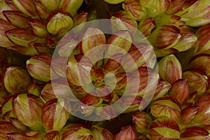 Foxtail Millet (Setaria italica). Flowering Spikelets Closeup