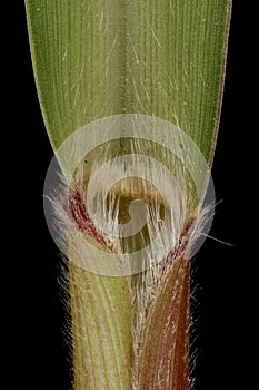 Foxtail Millet (Setaria italica). Ligule and Leaf Sheath Closeup