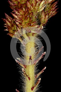 Foxtail Millet (Setaria italica). Panicle Base Closeup