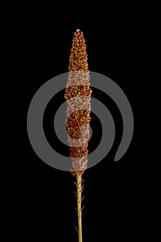 Foxtail Millet (Setaria italica). Panicle Closeup