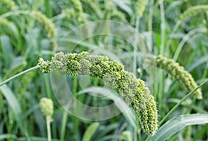 Foxtail Millet Stalk