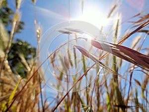 Foxtail in Morning Sunlight