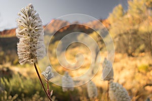 Foxtail, Mula Mula (Ptilotus Exaltatus)